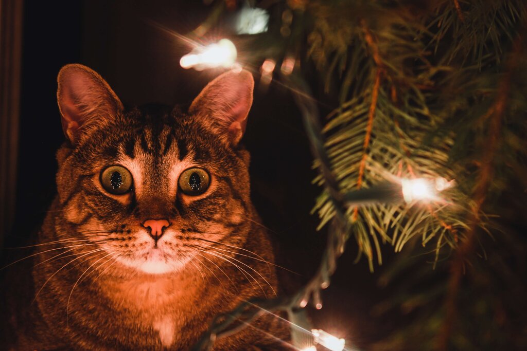 hærge Mos Ugle How Indoor Lighting Affects Your Cats' Health