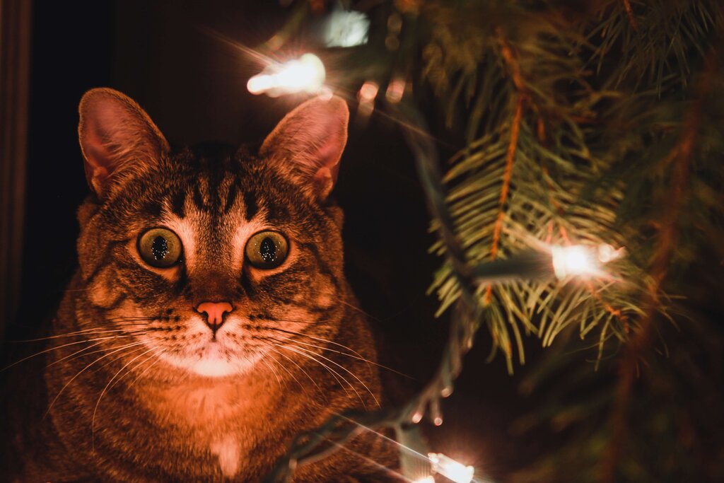 How Indoor Lighting Affects Your Cats Health how-indoor-lighting-affects-your-cats-health