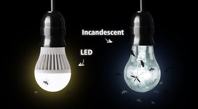 Summer daylighting: LED lights attract fewer insects
