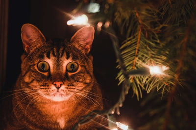 How Indoor Lighting Affects Your Cats' Health