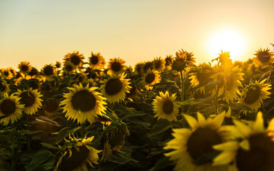Doctors confirm light makes you healthy efficient and happy